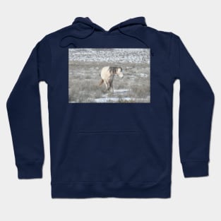 Wild horses, Arizona, nature, wildlife, gifts Hoodie